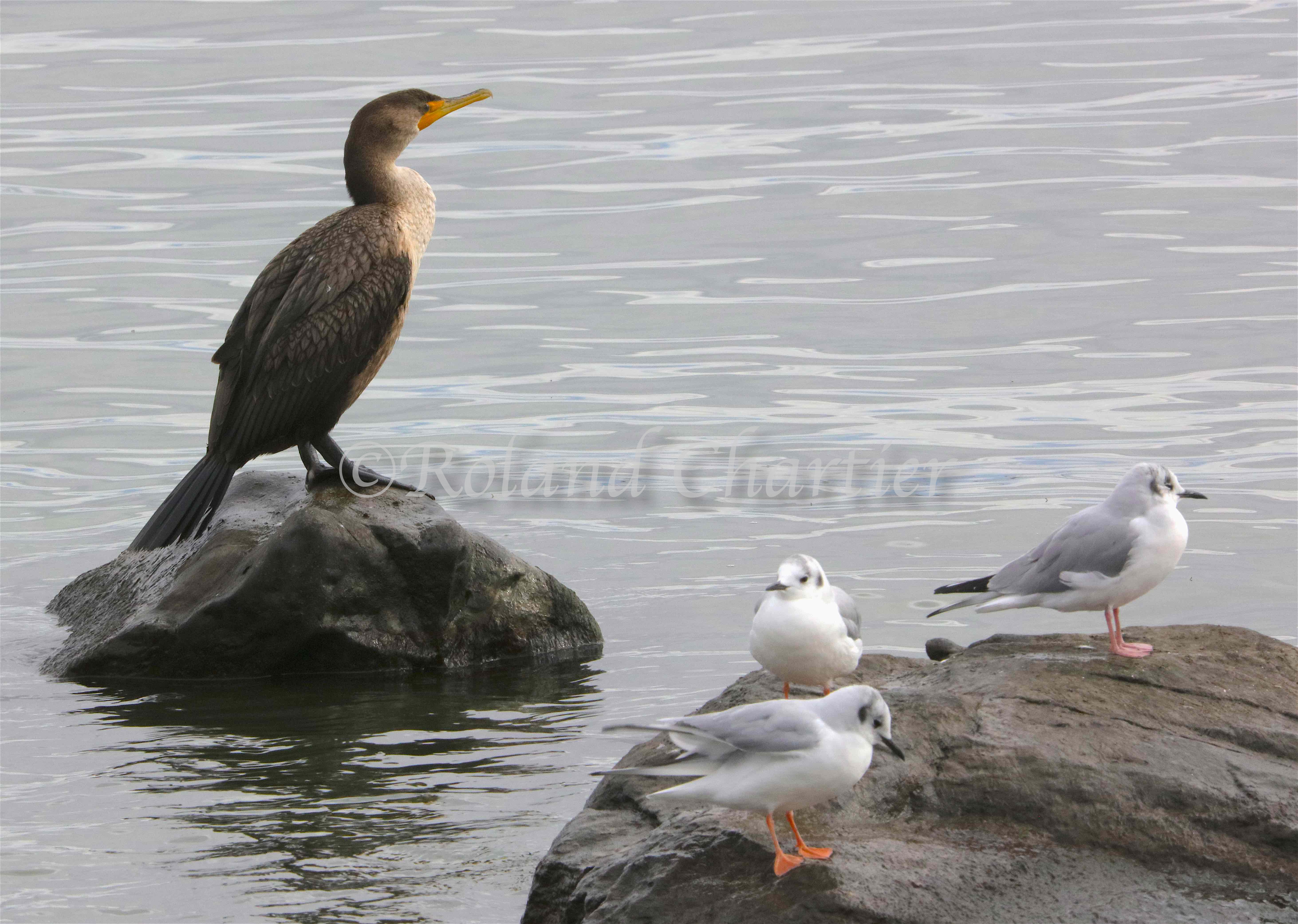 A Cormorant standing on a rock infront of a pair of seagulls on another rock